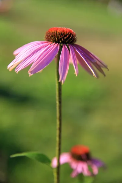 Echinacea purpurea, medical plant on green background — Stock Photo, Image
