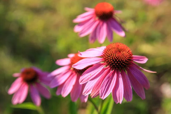 Echinacea purpurea, medical plant on green background — Stock Photo, Image