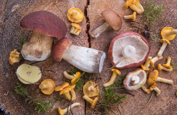 Wild fresh mushrooms on a rustic wooden table. Chanterelles, boletus, russula. Copyspace — Stock Photo, Image