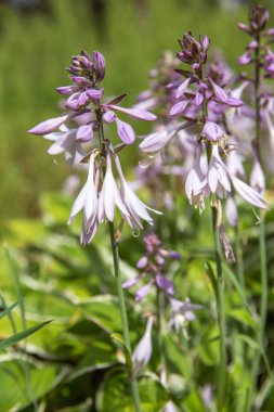 Menekşe çiçek çiçek açan ANABİLGA Hosta undulata