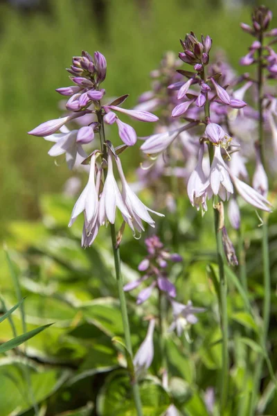 Menekşe çiçek çiçek açan ANABİLGA Hosta undulata