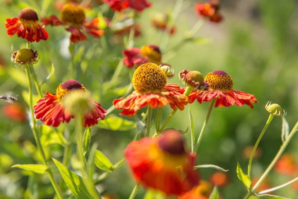 Helenium flower. Season autumn background — Stock Photo, Image