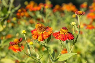 Helenium çiçek. Sezon sonbahar arka plan