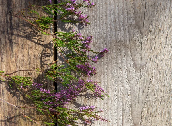 木製の背景、秋の概念、上面のヒースの紫の花. — ストック写真