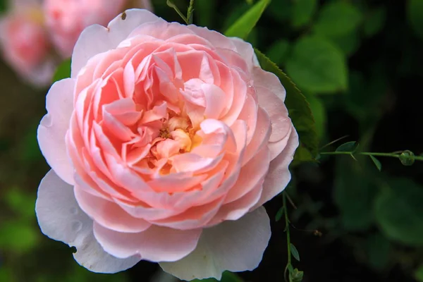 Blooming rose in the garden on a sunny day. David Austin Rose Gentle Hermione. — Stock Photo, Image