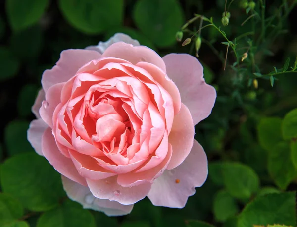 Kvetoucí růže v zahradě za slunečného dne. David Austin Rose Gentle Hermiona. — Stock fotografie