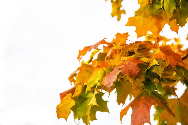 Schöne Herbst-Ahornblätter auf Baum im Park — Stockfoto