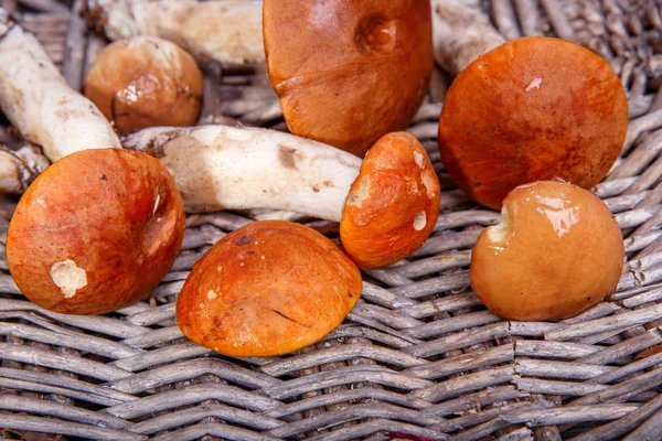 Wild fresh mushrooms on a rustic wooden table. Orange Birch Bolete. Copyspace. Autumn background — Stock Photo, Image