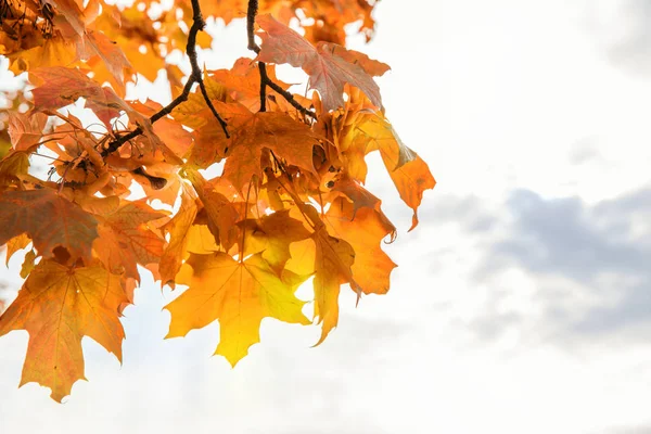 Schöne Herbst-Ahornblätter auf Baum im Park — Stockfoto