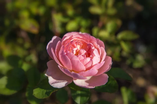 Kwitnąca róża w ogrodzie w słoneczny dzień. Hermiona róża delikatna. — Zdjęcie stockowe