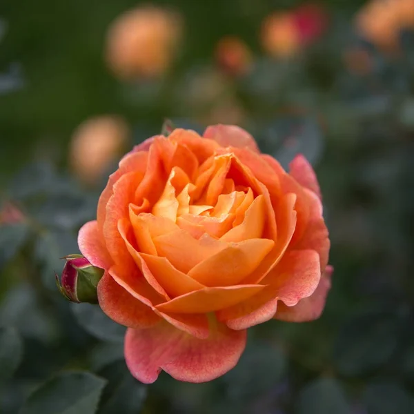 Çiçeklenme turuncu Türkçe bahçede güneşli bir günde yükseldi. David Austin gül — Stok fotoğraf