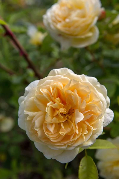 Rosa amarilla floreciente en el jardín en un día soleado . — Foto de Stock