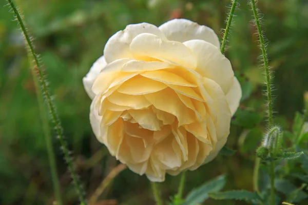 Blühende gelbe Rose im Garten an einem sonnigen Tag. — Stockfoto