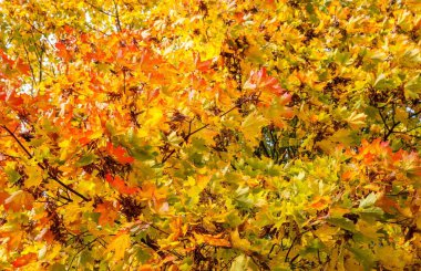 Sonbahar akçaağacı arkaplanı terk eder