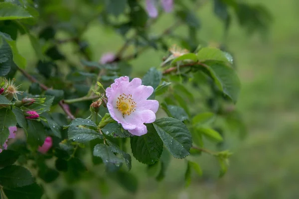 Chien Rose fleurit Rosa canina — Photo