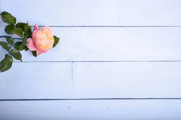 Rosa naranja inglesa sobre fondo de madera. Copiar espacio. Madres, San Valentín, Mujeres, concepto del día de la boda — Foto de Stock