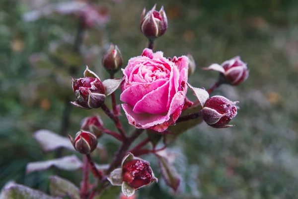 Zima w ogrodzie. Pierwsze przymrozki i mrożone kwiatów róży. — Zdjęcie stockowe