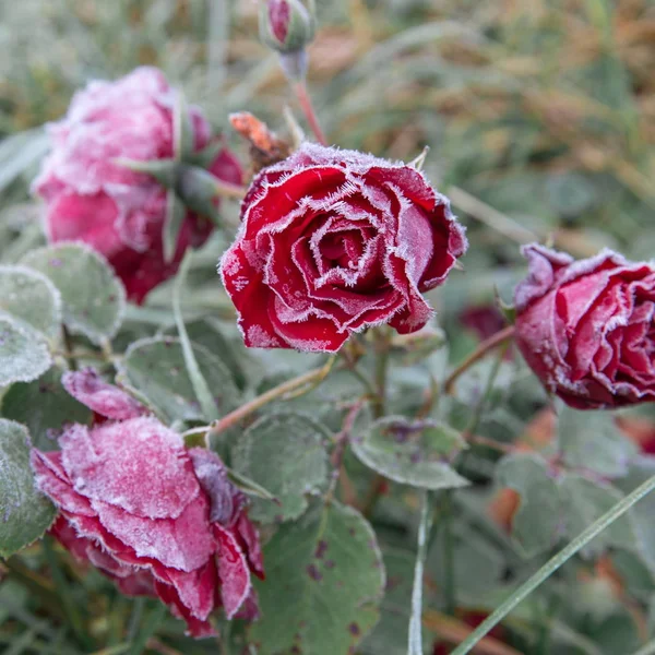 Winter in de tuin. De eerste vorst en bevroren roze bloemen. — Stockfoto