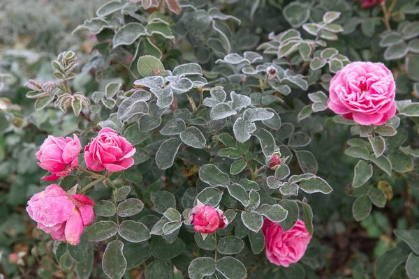 Winter im Garten. die ersten Fröste und gefrorene Rosenblüten. — Stockfoto