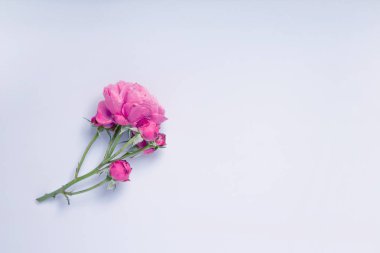 Festival çiçek kompozisyon mavi zemin üzerine. Üstten Görünüm