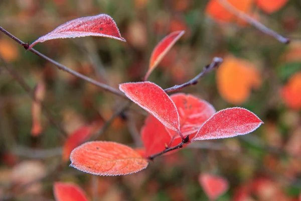 Επισκόπηση της μακροεντολής, Φθινοπωρινό κλαδί με κόκκινο φύλλα καλύπτονται με πρώτο παγετό — Φωτογραφία Αρχείου