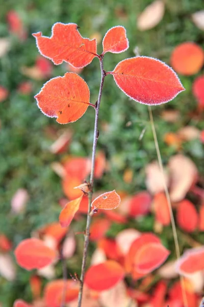 Macro-enquête, branche d'automne aux feuilles rouges recouvertes de premier gel — Photo