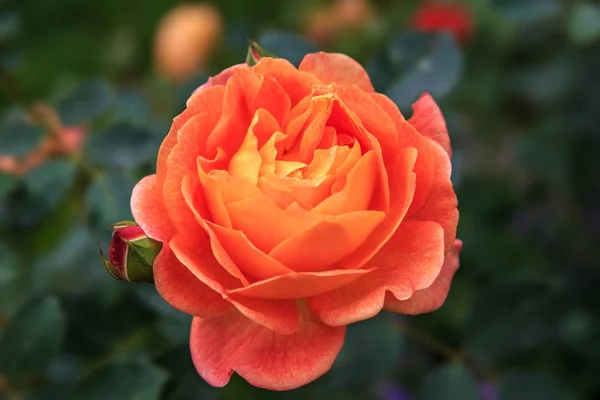 Floreciente naranja Inglés se levantó en el jardín en un día soleado. Rosa Dama de Shalott — Foto de Stock