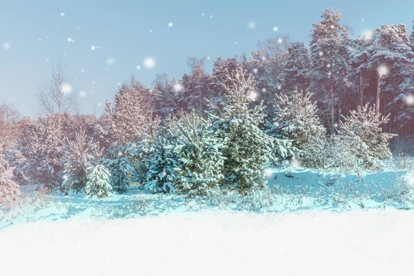 Paisaje invernal. Fondo de Navidad con copos de nieve blancos. La luz del sol en el bosque de invierno — Foto de Stock