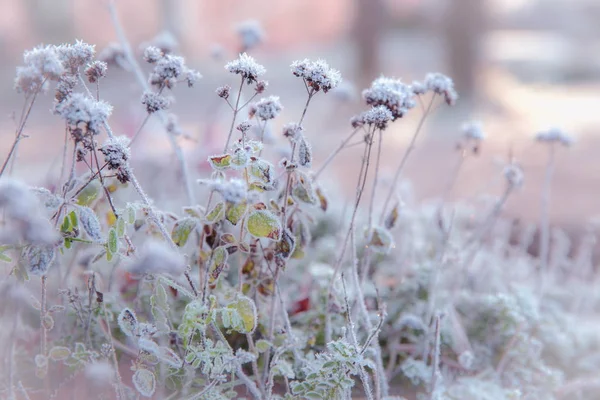 Winterlandschap. Xmas achtergrond met witte sneeuwvlokken. Zonlicht in de winter forest — Stockfoto