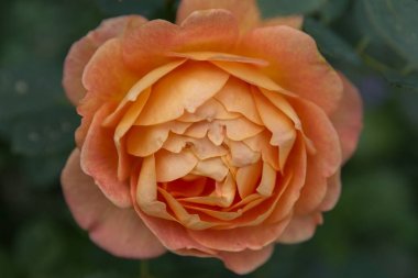 Güneşli bir günde bahçede çiçek açan turuncu İngiliz gülü. Shalott 'un Rose Lady' si