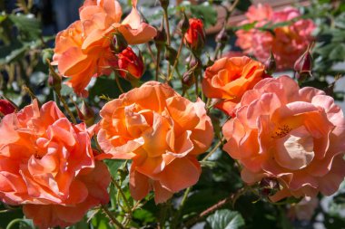 Bahçedeki güzel turuncu ve kırmızı güller