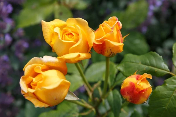 Blühende gelbe orangefarbene englische Rosen im Garten an einem sonnigen Tag. Rose Graham Thomas — Stockfoto