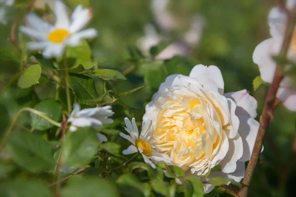 Blooming rose in the garden on a sunny day. David Austin Rose Crocus Rose — Stock Photo, Image