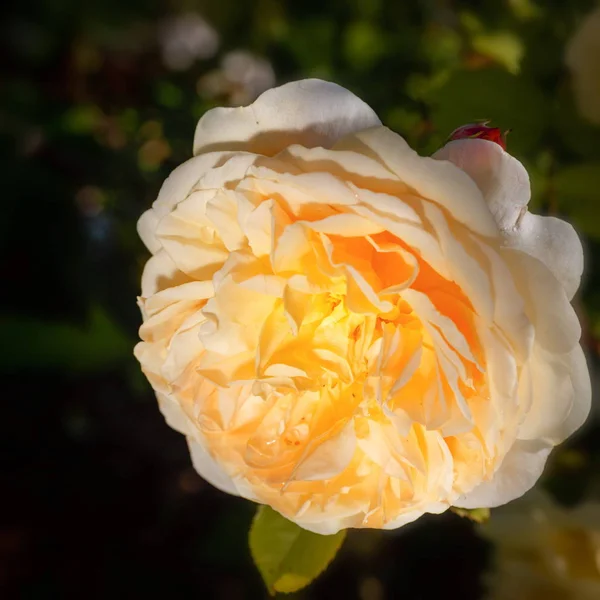 Kvetoucí růže v zahradě za slunečného dne. David Austin Rose Crocus Rose — Stock fotografie