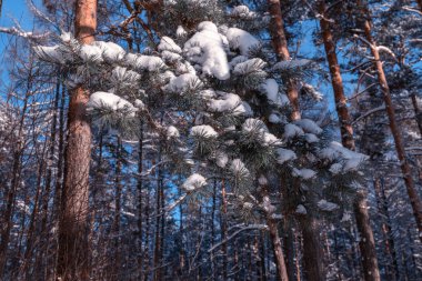 Kış manzara ve Resepsiyon alanı. Bir yazıt, tebrikler için ücretsiz yer