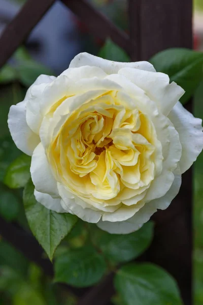 Beautiful white rose in a garden — Stock Photo, Image