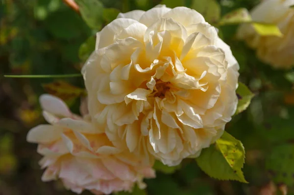 Blooming yellow orange English roses in the garden on a sunny day. Rose Graham Thomas — Stock Photo, Image