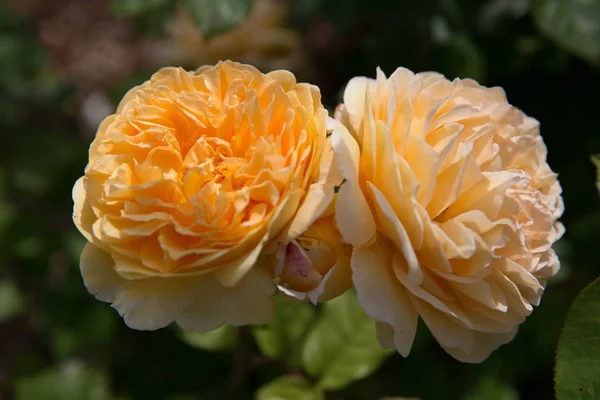Blühende gelbe orangefarbene englische Rosen im Garten an einem sonnigen Tag. Rose Graham Thomas — Stockfoto