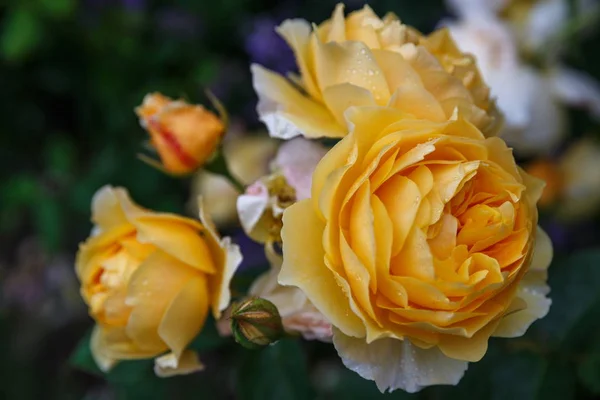 Blühende gelbe orangefarbene englische Rosen im Garten an einem sonnigen Tag. Rose Graham Thomas — Stockfoto