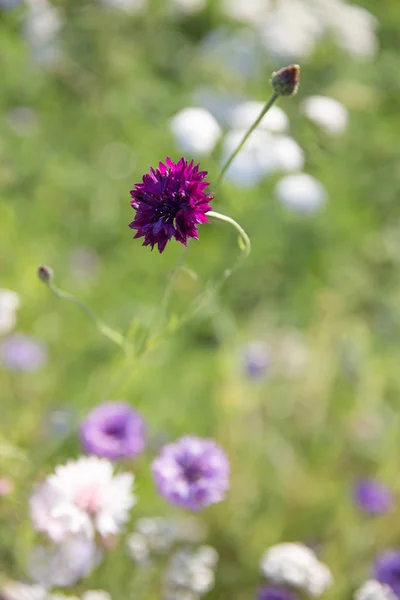 Beautiful meadow field with wild flowers. Spring or summer wildflowers closeup. Health care concept. Rural field. Alternative medicine. Environment — Stock Photo, Image