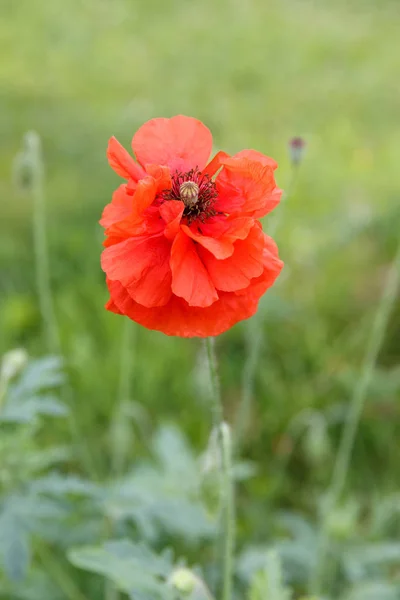 Single flower of wild red poppy on green background with focus on flower, — Stock Photo, Image