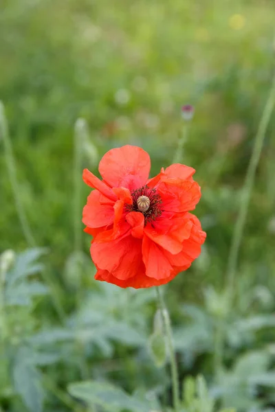 Single flower of wild red poppy on green background with focus on flower, — Stock Photo, Image