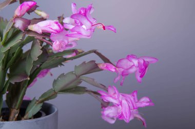 Çiçekli Pembe Noel Kaktüsü Kaktüsü beyaz arka planda izole bir tencerede.