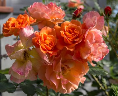 Bahçedeki güzel turuncu ve kırmızı güller