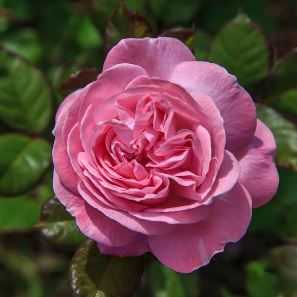 Beautiful pink rose in a garden