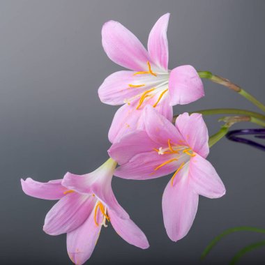 Beyaz bir arka plan üzerinde hafifçe pembe pastel renk çiçekler. Uzay kopyalayın. Doğum günü, anne, Sevgililer, kadın, düğün günü kavramı.