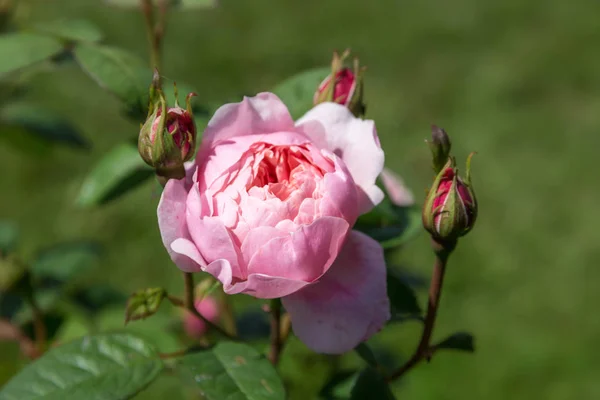 Pembe Çiçek Açan Türkçe Bahçede Güneşli Bir Günde Yükseldi David — Stok fotoğraf