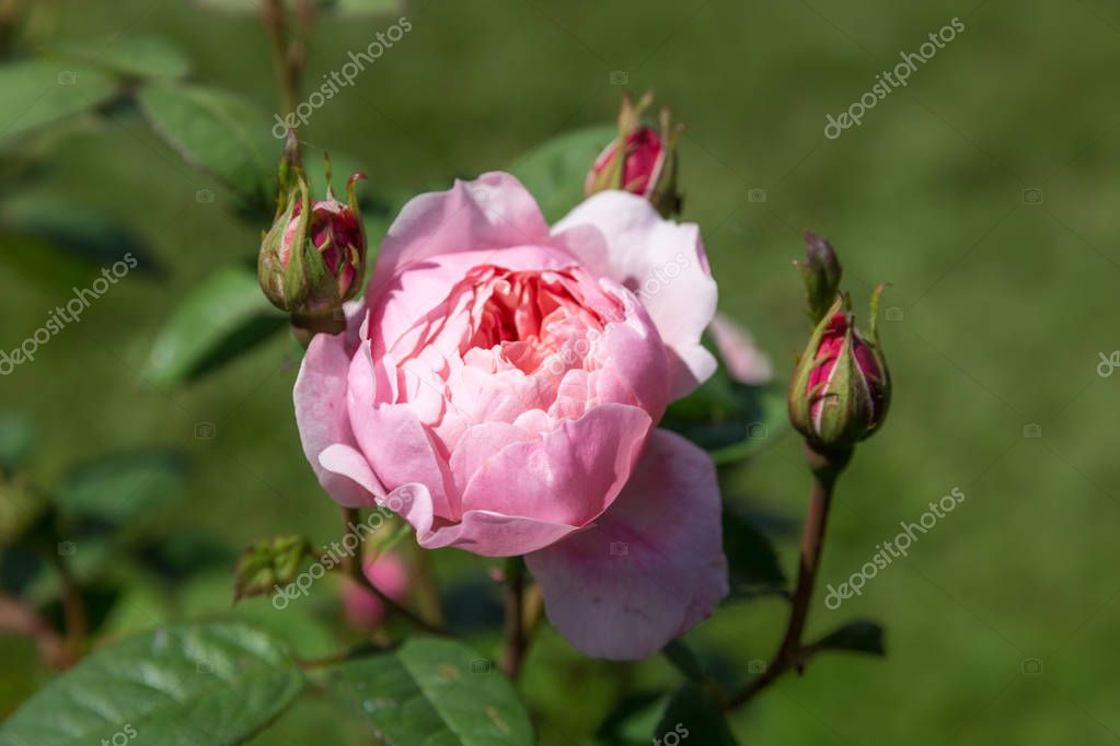 Blooming Pink English Rose Garden Sunny Day David Austin Alnwick