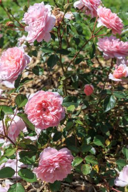 Güneşli bir günde bahçede çiçek açan İngiliz gülü. David Austin Gül