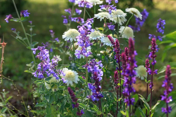 Fondo o textura de Salvia nemorosa Caradonna Balkan Clary, Nepeta fassenii Six Hills Giant, snapdragon, clavel en un Country Cottage Garden en un romántico estilo rústico . — Foto de Stock